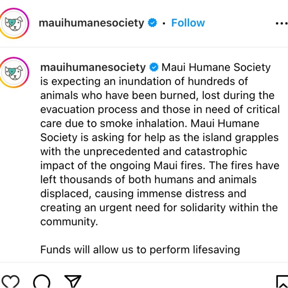 Lahaina 🐈🐴🐇🐾🐶🐎🦮🐾🐈⬛🐓🐰Rescued Lahaina Animals - Picture 14 of 14